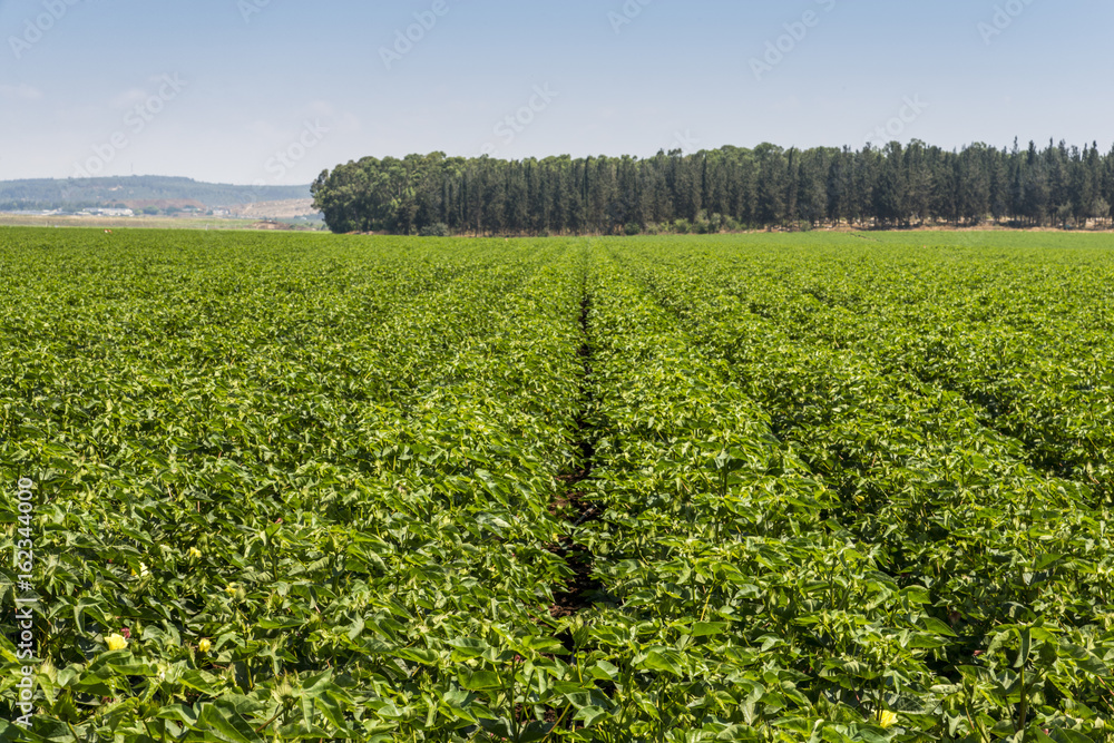 Green cotton field