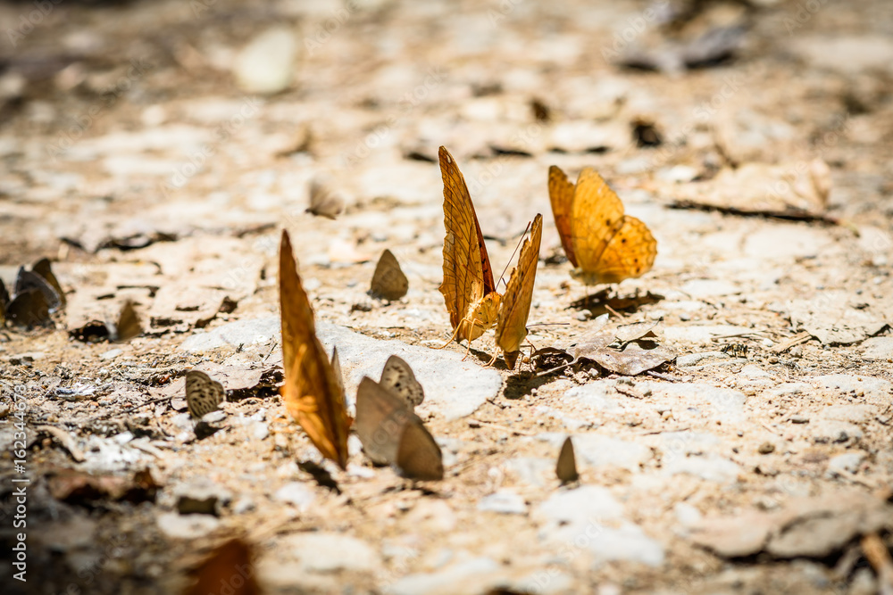 many pieridae butterflies gathering water on floor many pieridae butterflies gathering water on floor