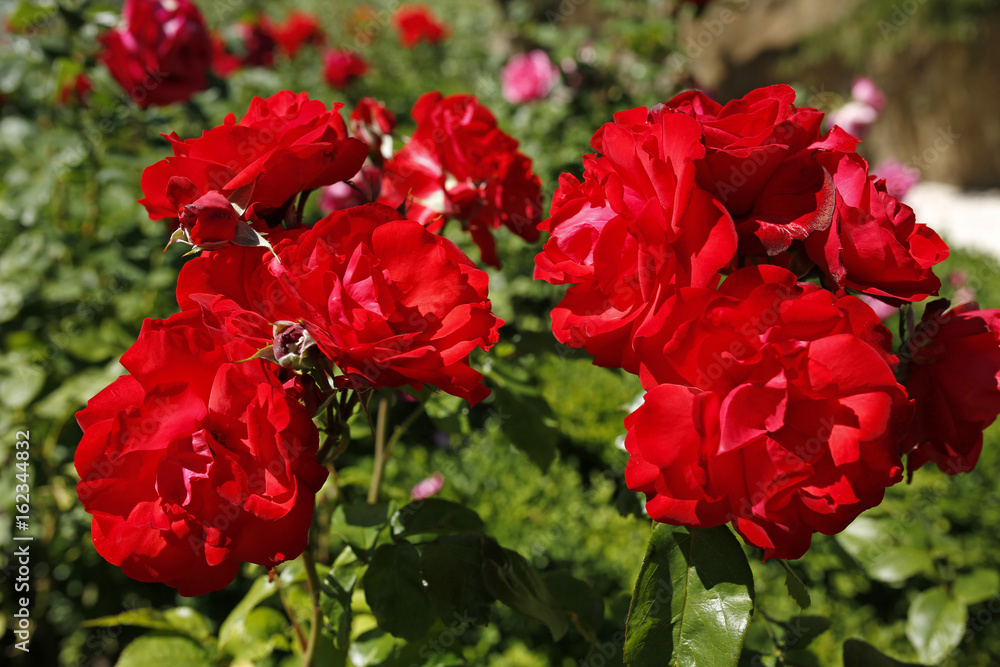 red rose flowers in garden