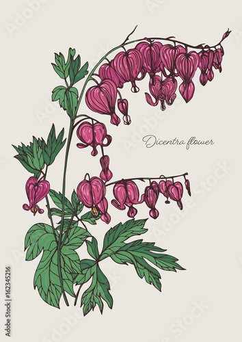 Bleeding Heart flower. Hand drawn colorful vector illustration with blooming dicentra flower.