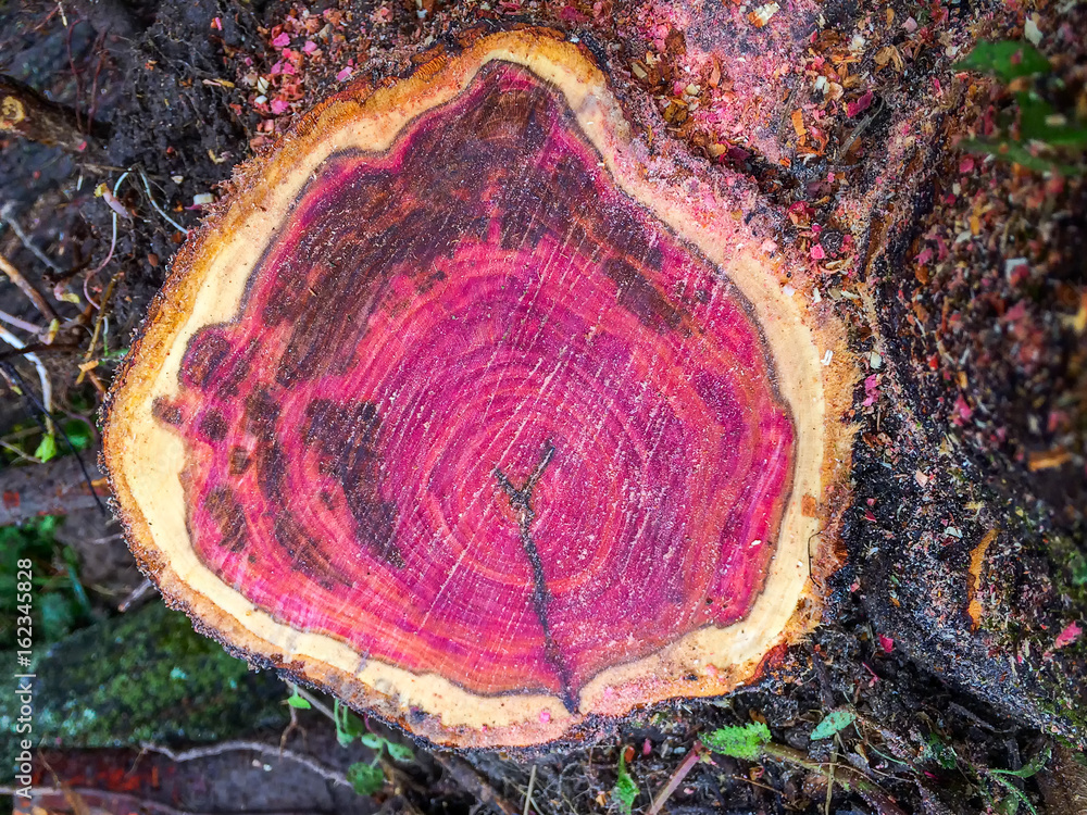 Red blackthorn wood cutoff Stock Photo | Adobe Stock