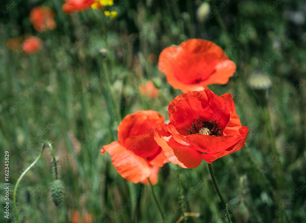 Field poppies. Beautiful, red, wild poppy flowers Field poppies. Beautiful, red, wild poppy flowers