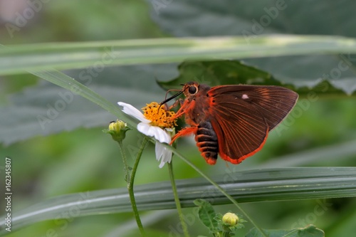 Butterfly from the Taiwan (Burara jaina formosana)Orange-winged umbrella butterfly photo