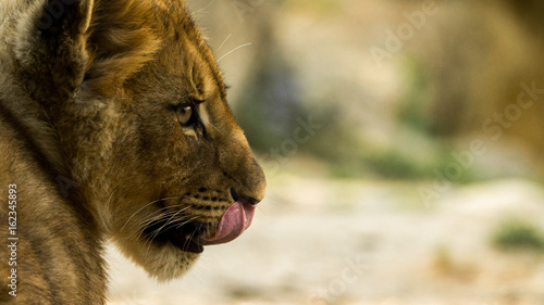 löwen junges portrait