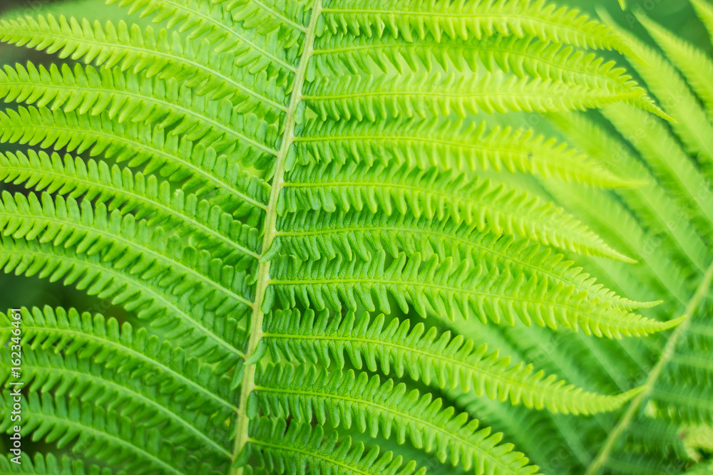 Carved leaves of a fern. Close-up. Selective focus. Abstract background. Carved leaves of a fern. Close-up. Selective focus. Abstract background.