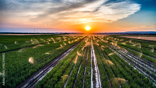 Irrigation at a field in the sunset, aerial view