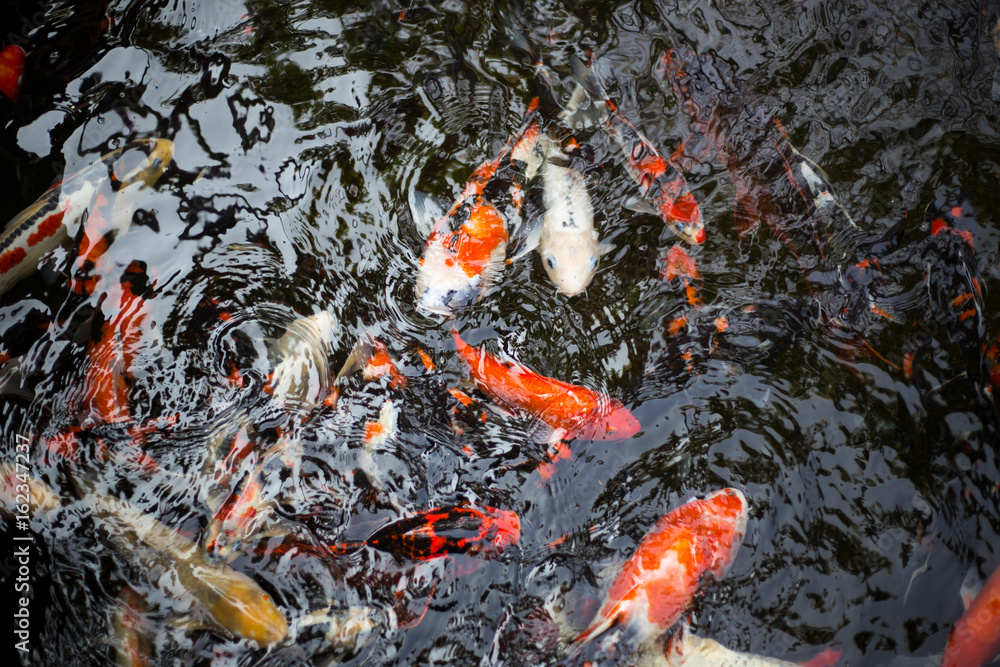 fancy carps swimming in the water flow fancy carps swimming in the water flow