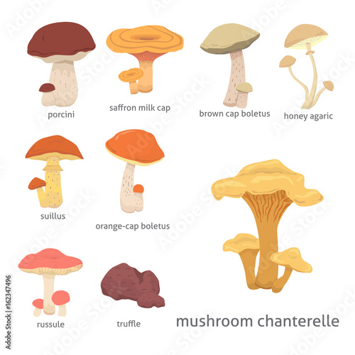 different kinds of cartoon edible mushrooms