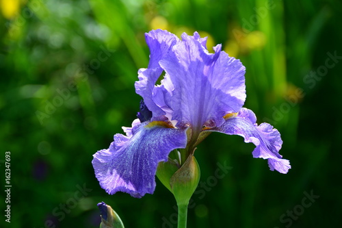 Fototapeta Naklejka Na Ścianę i Meble -  Beautiful light iris 