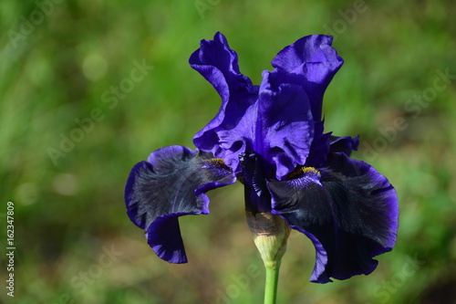 Fototapeta Naklejka Na Ścianę i Meble -  Portrait of dark iris flower 