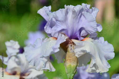 Fototapeta Naklejka Na Ścianę i Meble -  Sunny portrait of big iris flower 
