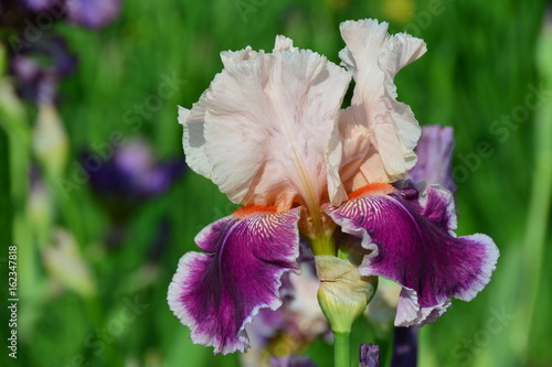 Fototapeta Naklejka Na Ścianę i Meble -  Colorful blooming iris flower in summer
