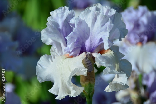 Fototapeta Naklejka Na Ścianę i Meble -  Big iris flower in the garden 