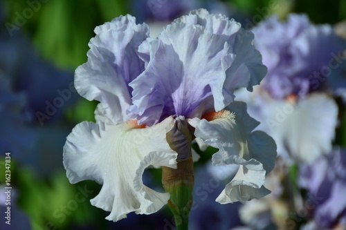 Fototapeta Naklejka Na Ścianę i Meble -  Portrait of blooming blue iris flower in the garden 
