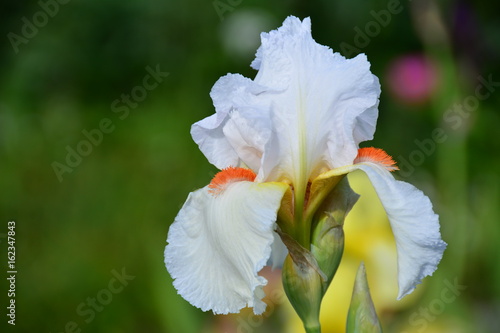 Fototapeta Naklejka Na Ścianę i Meble -  Portrait of white iris flower 