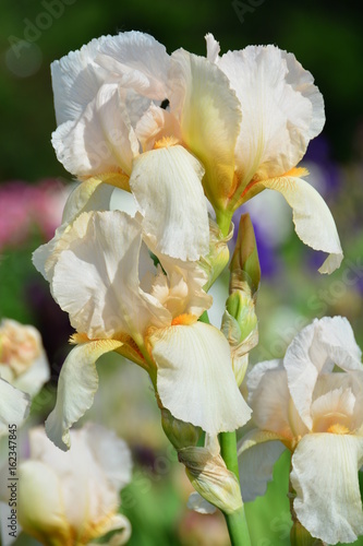 Fototapeta Naklejka Na Ścianę i Meble -  Bright portrait of iris flower
