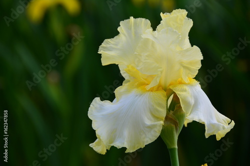 Fototapeta Naklejka Na Ścianę i Meble -  Portrait of yellow iris flower in the garden 
