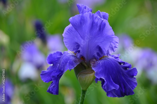 Fototapeta Naklejka Na Ścianę i Meble -  Blue iris flower in the garden 