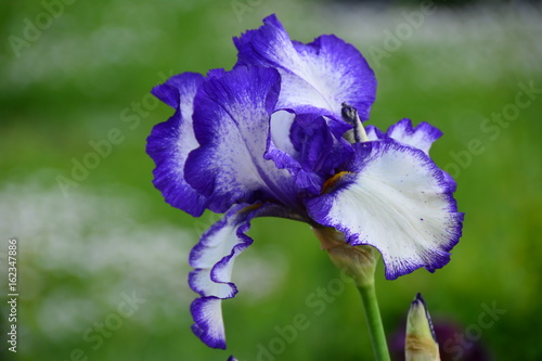 Fototapeta Naklejka Na Ścianę i Meble -  Blooming delicate iris flower in the garden 
