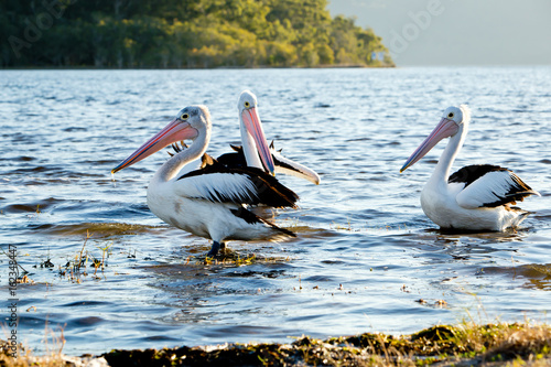 Three adult Pelicans in lake shallows