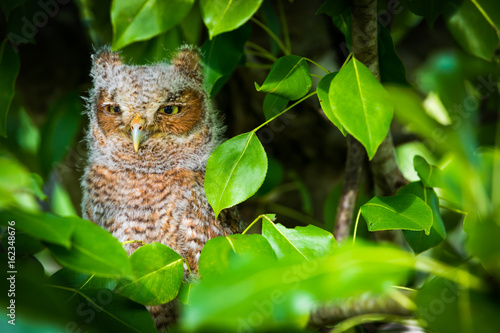 Baby Screech Owl