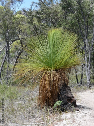 Grasbaum  (Xanthorrhoea) Freycinet-Nationalpark,Tasmanien , Australien photo