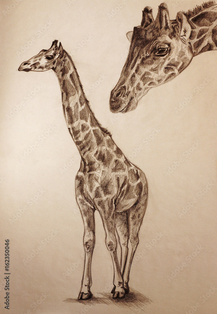 Drawing Pencil Northern Giraffe Puppy Sketch PNG, Clipart, Animal, Animal  Figure, Art, Black And White, Cartoon