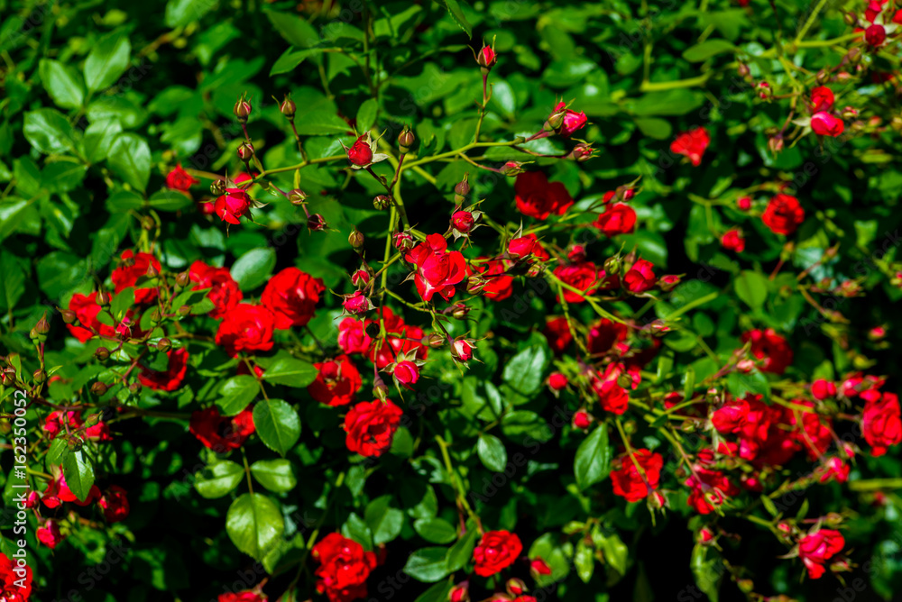 Bush roses for background Bush roses for background