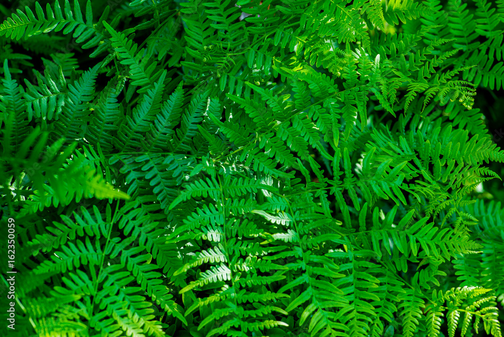 Bright dense foliage fern for background Bright dense foliage fern for background