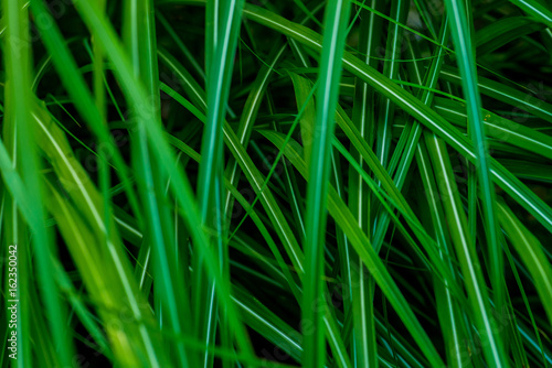 Bright dense grass for background