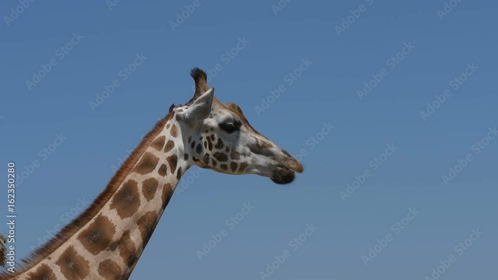 Portrait of Northern giraffe (Giraffa camelopardalis) on blue sky background Portrait of Northern giraffe (Giraffa camelopardalis) on blue sky background