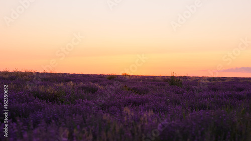 blooming lavender in the summer at sunset.