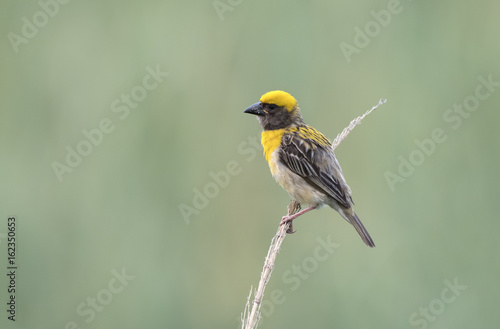 Baya Weaver