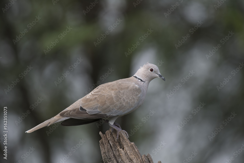 Collard dove perching