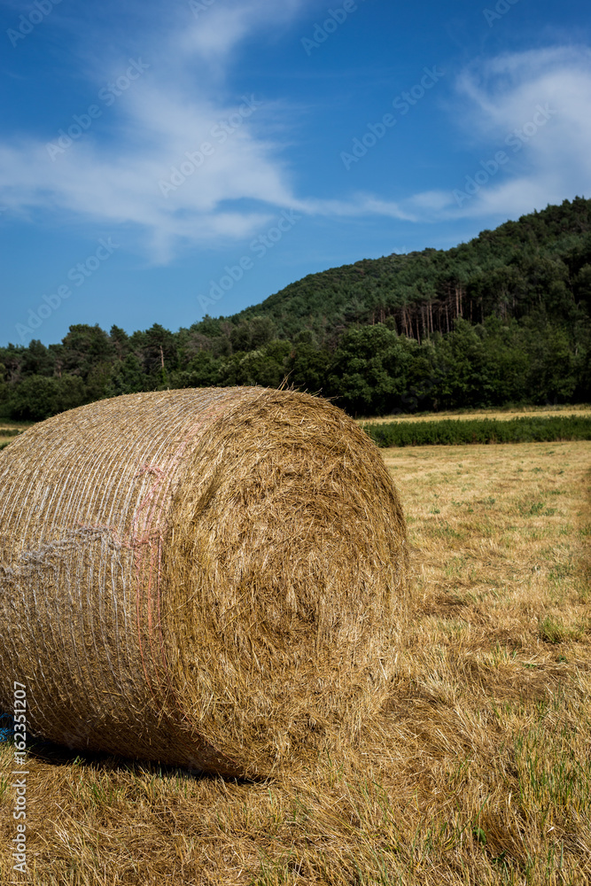 Hay bale on a field under a blue sky