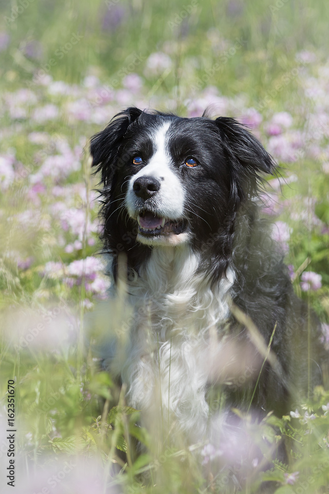 Border Collie Hund in einer Blumenwiese