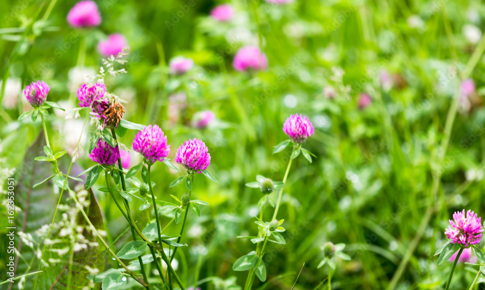 Beautiful flower on clover in nature Beautiful flower on clover in nature
