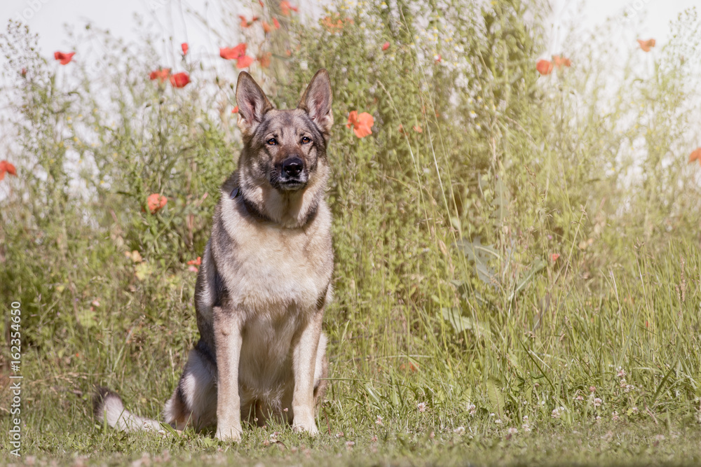 Deutscher Schäferhund beim Spielen Deutscher Schäferhund beim Spielen