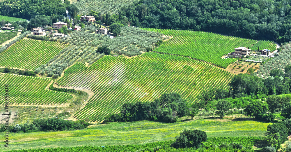 Vineyards near the city of Montepulciano, Tuscany, Italy