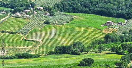 Vineyards near the city of Montepulciano, Tuscany, Italy