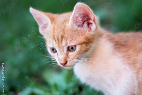 domestic cute yellow kitten in the grass, closeup © Ban