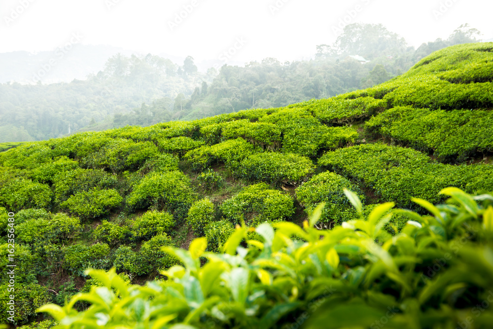 Obraz premium list of tea plantation in sri lanka malaysia india cameron highlands