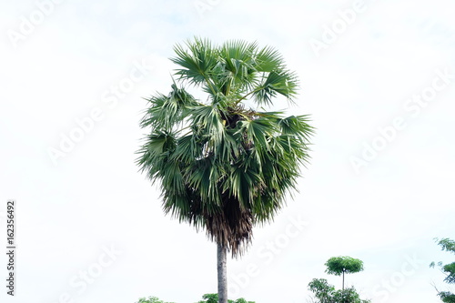 sugar palm © mahaaphoto