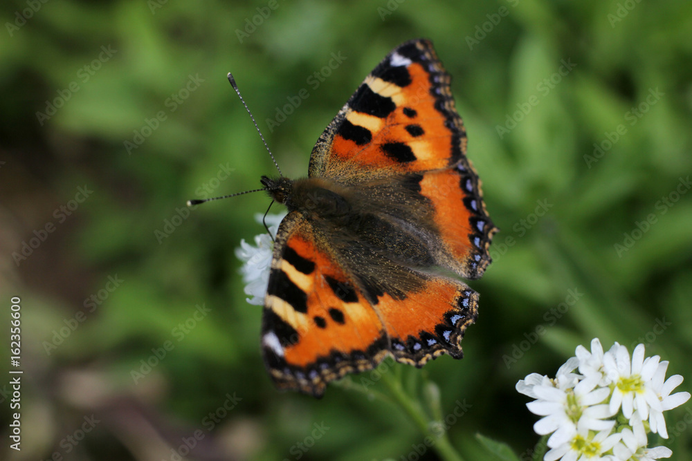 butterfly urticaria close-up in a natural environment butterfly urticaria close-up in a natural environment