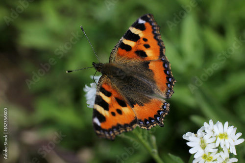 butterfly urticaria close-up in a natural environment