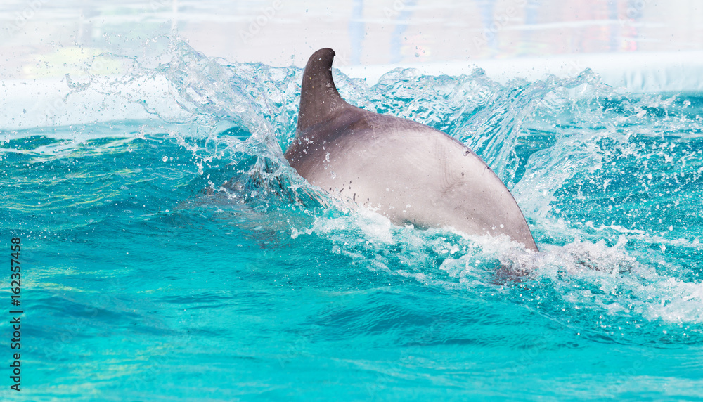Fototapeta premium Dolphin in the water