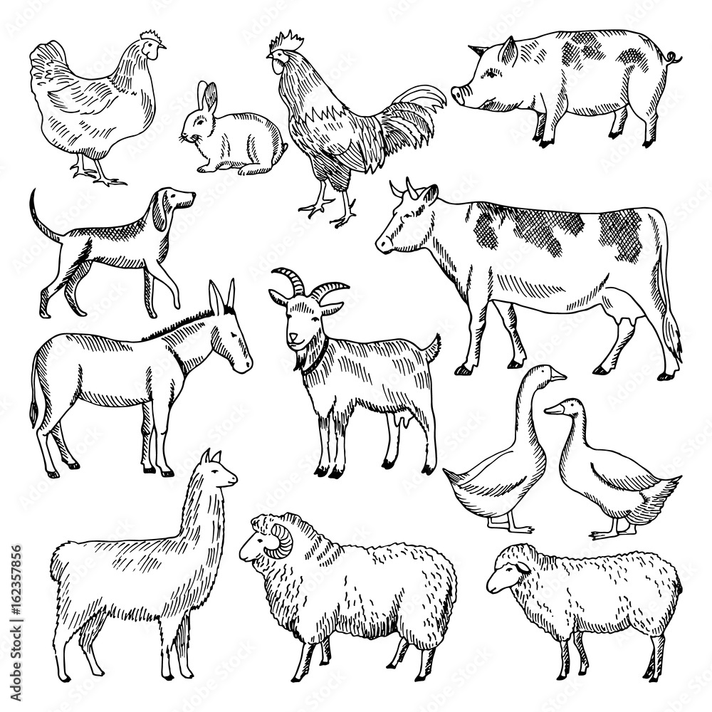 Vintage Farm Animal Clipart