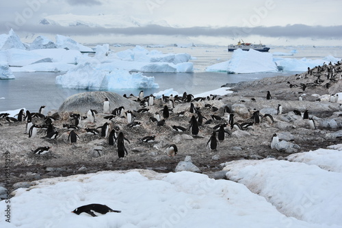 Penguin Colony on Cuverville Island, Antarctica photo