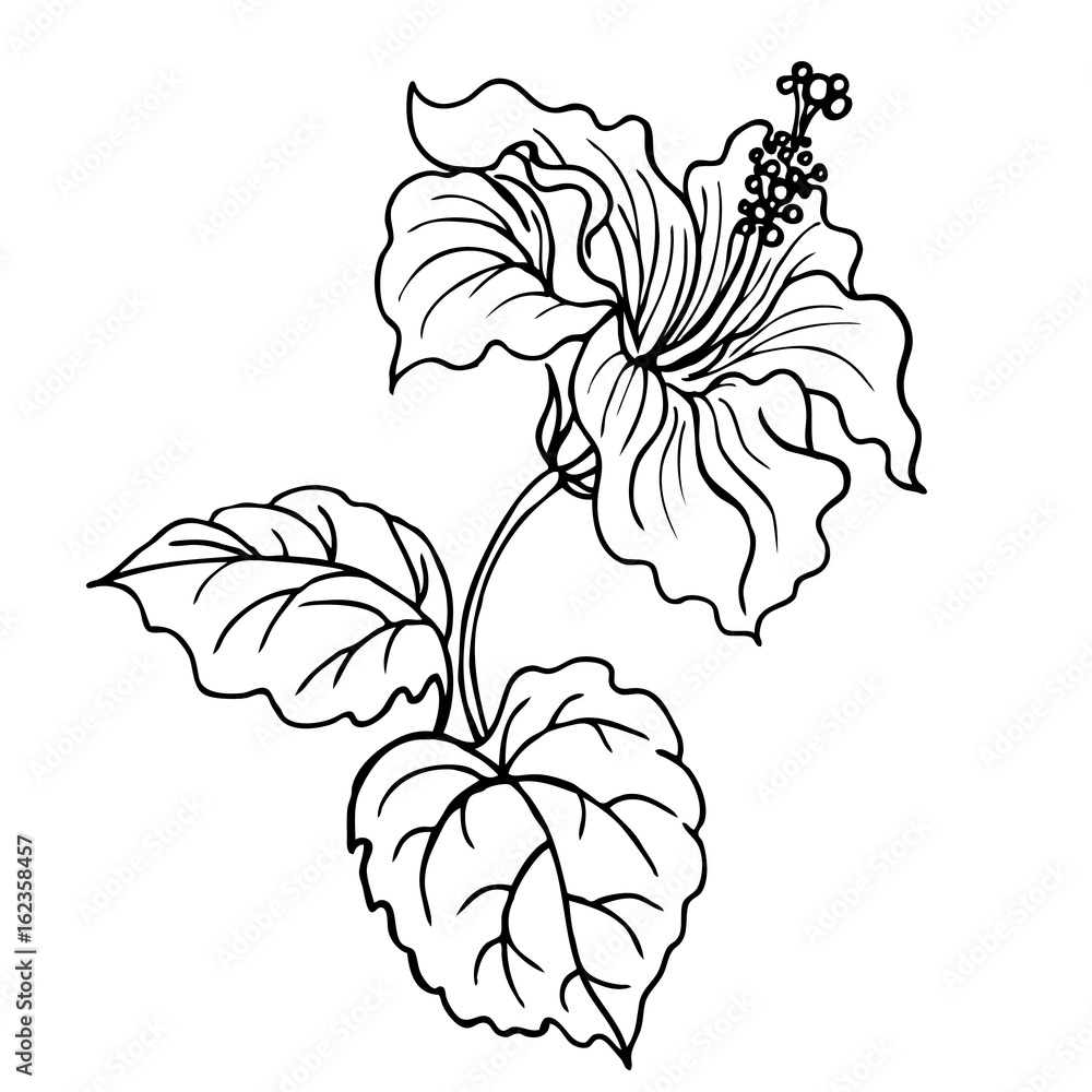 Gumamela Plant Drawing gumamela-plant-drawing