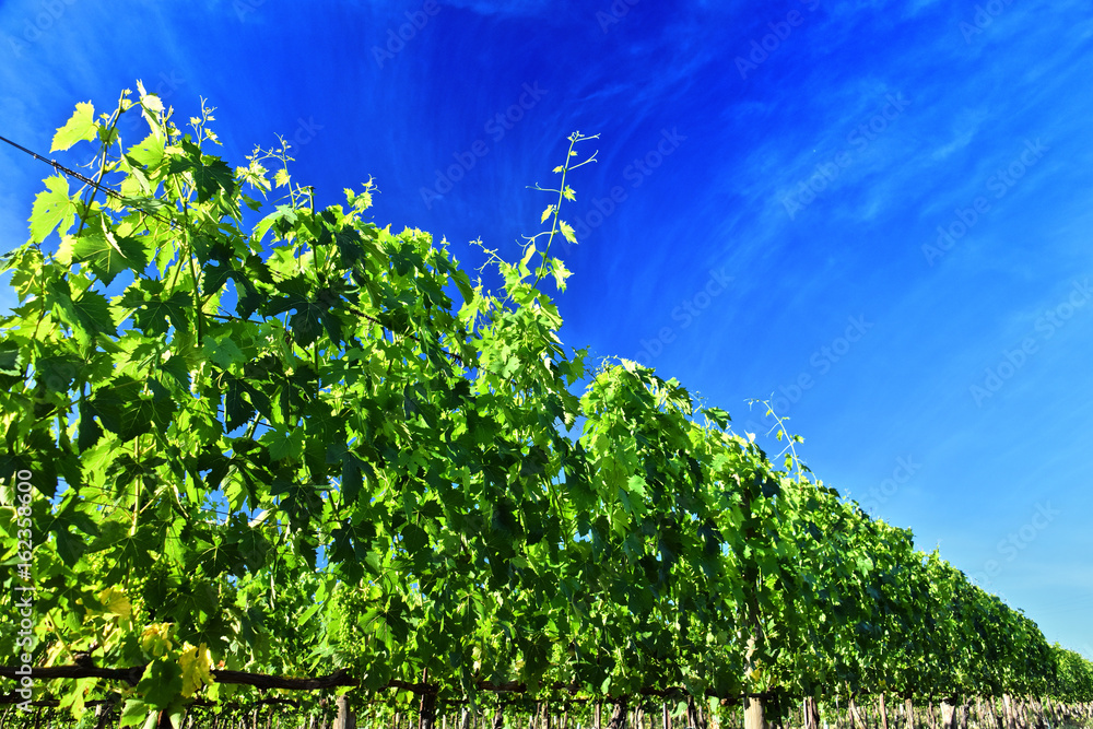 Fototapeta premium Vineyard near the city of Montalcino, Tuscany, Italy